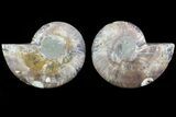 Cut & Polished Ammonite Fossil - Agatized #82324-1